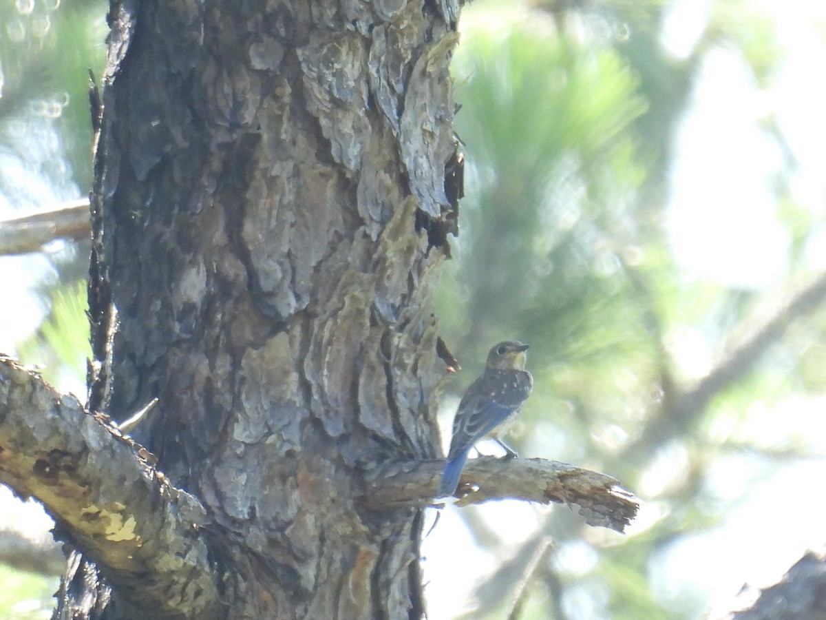 Eastern Bluebird - ML620139721