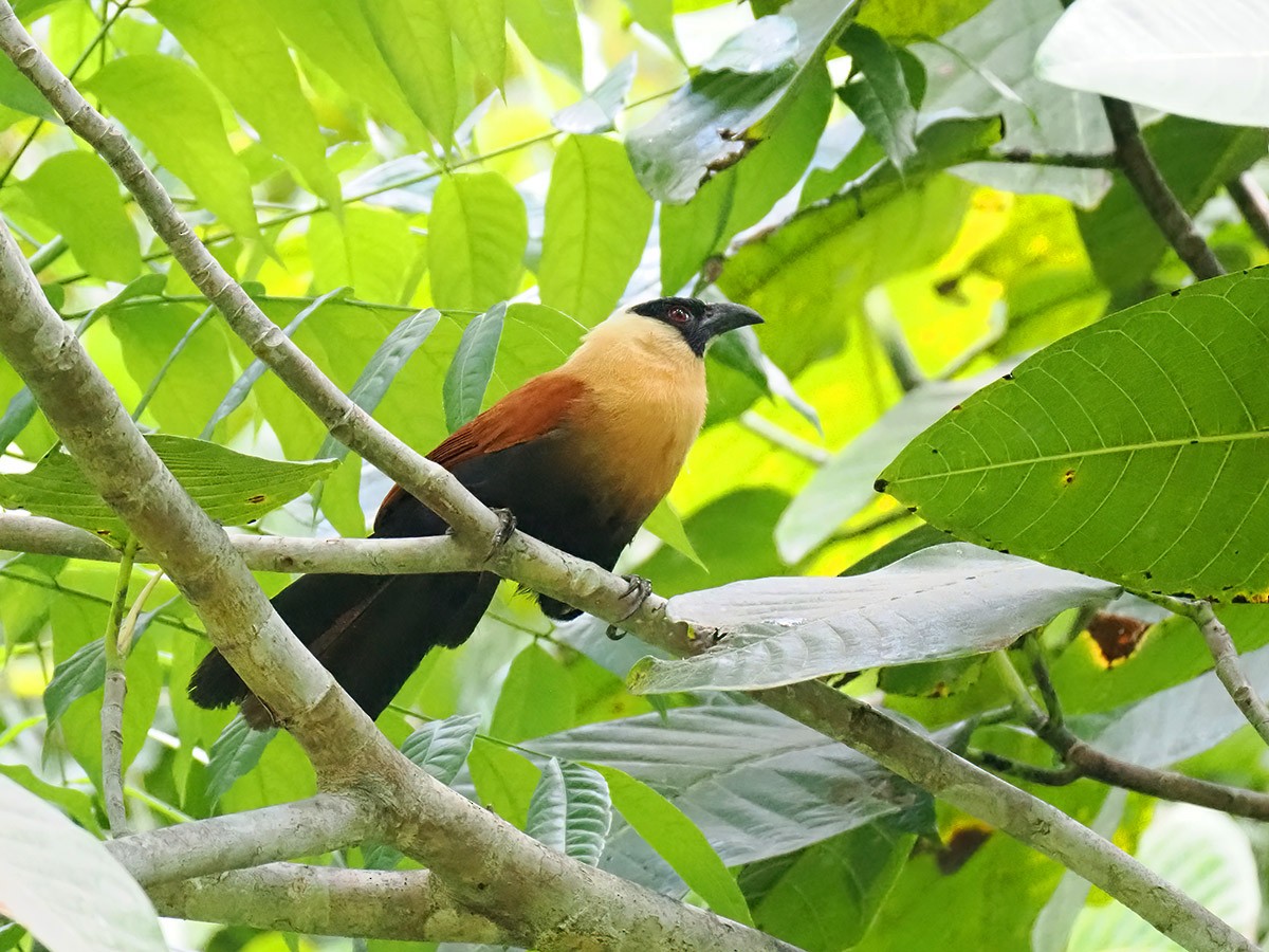 Coucal à face noire - ML620139722