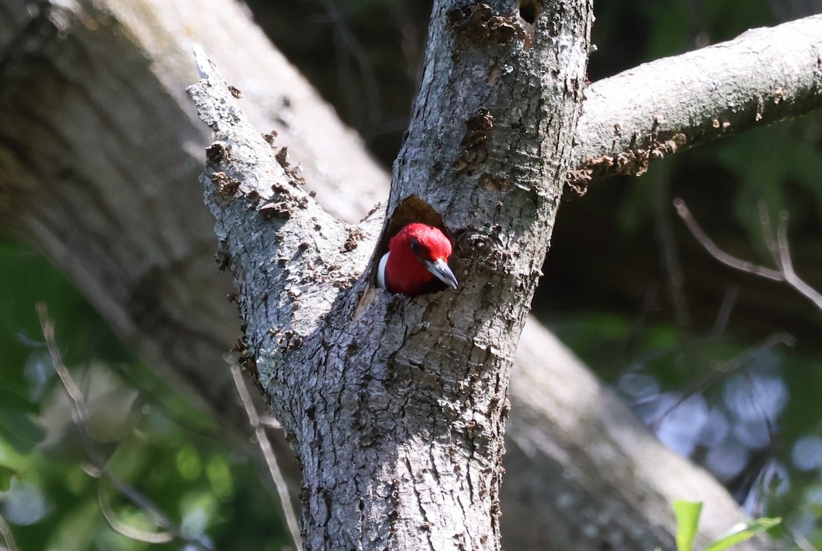 Red-headed Woodpecker - Tricia Vesely