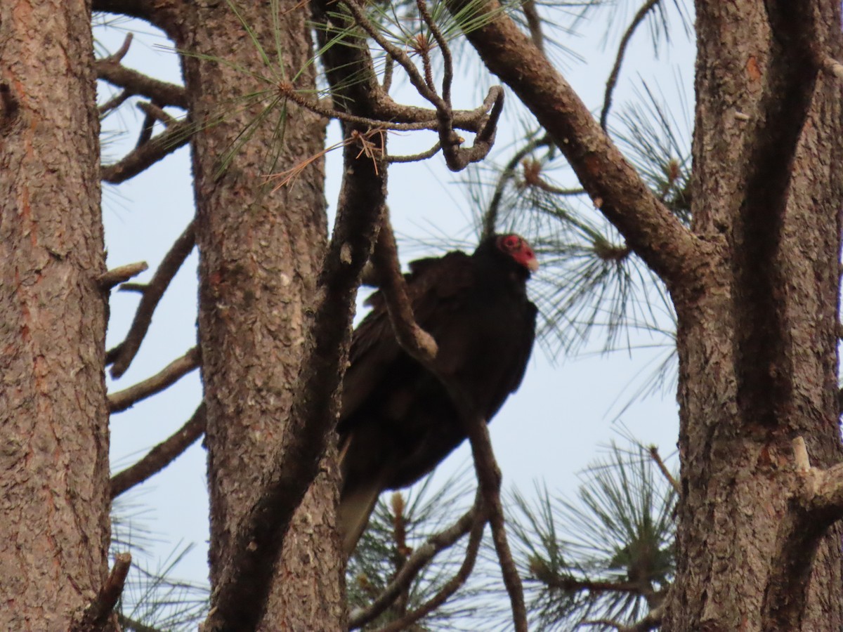 Turkey Vulture - ML620139731