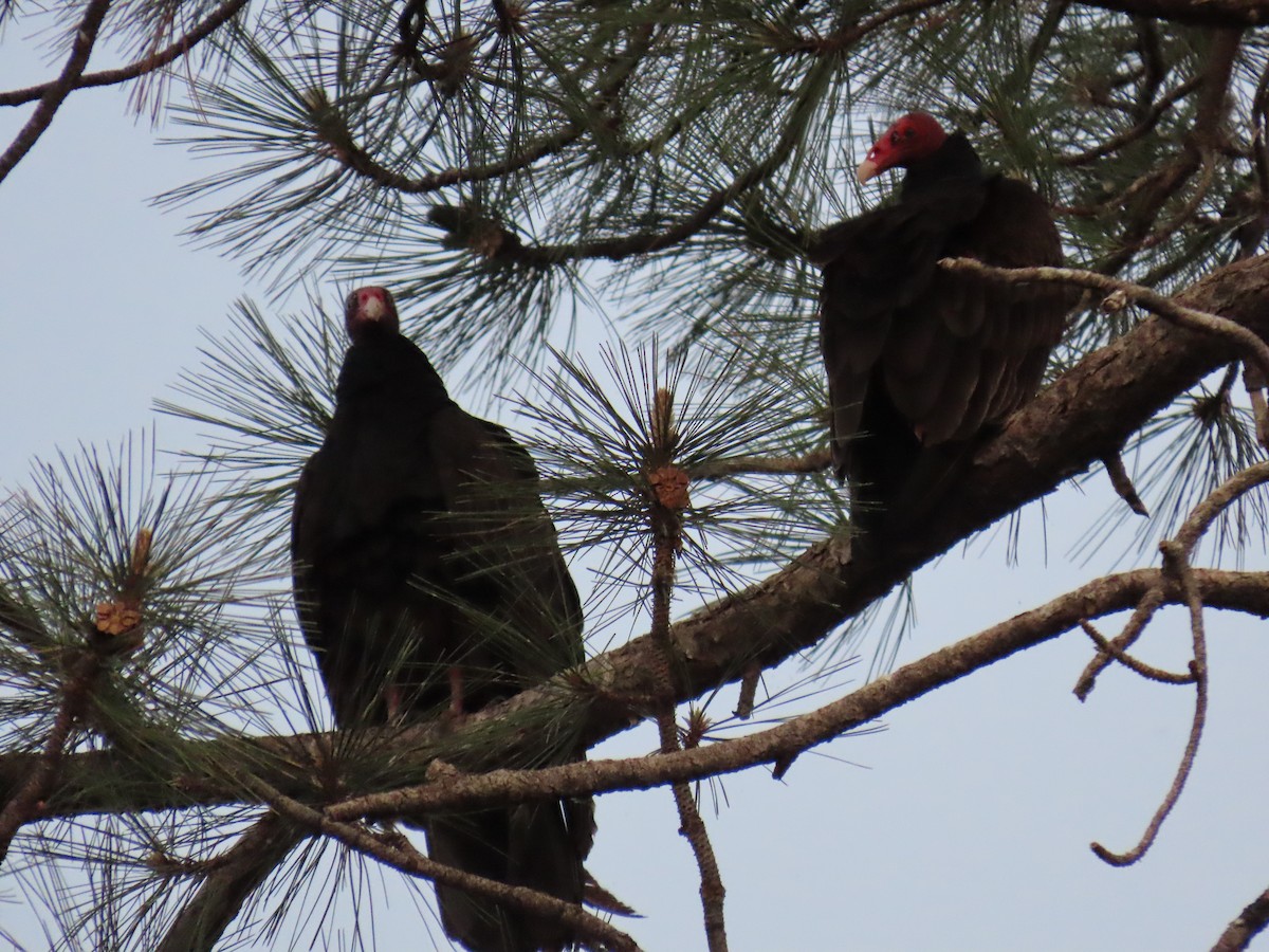 Turkey Vulture - ML620139732