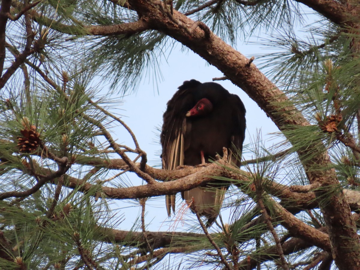 Turkey Vulture - ML620139733