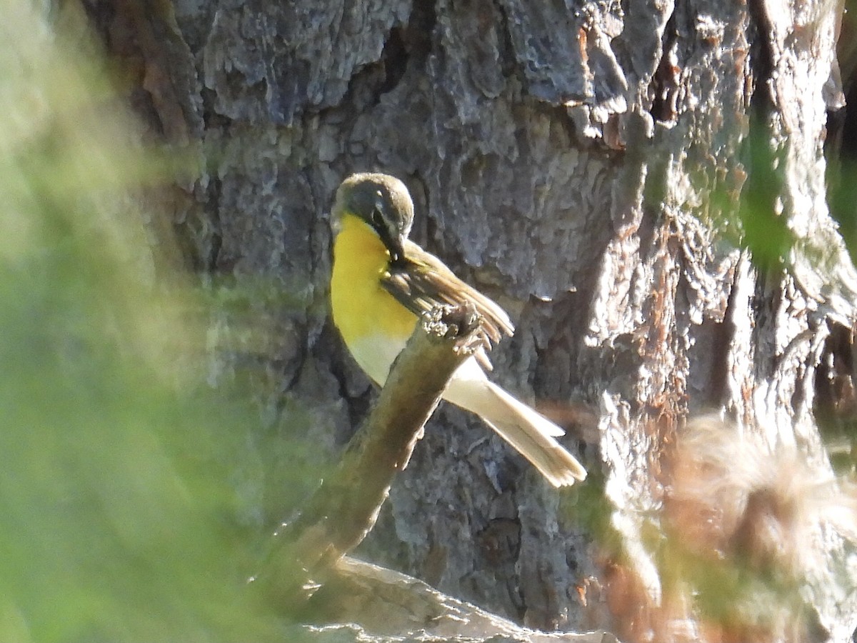 Yellow-breasted Chat - ML620139737