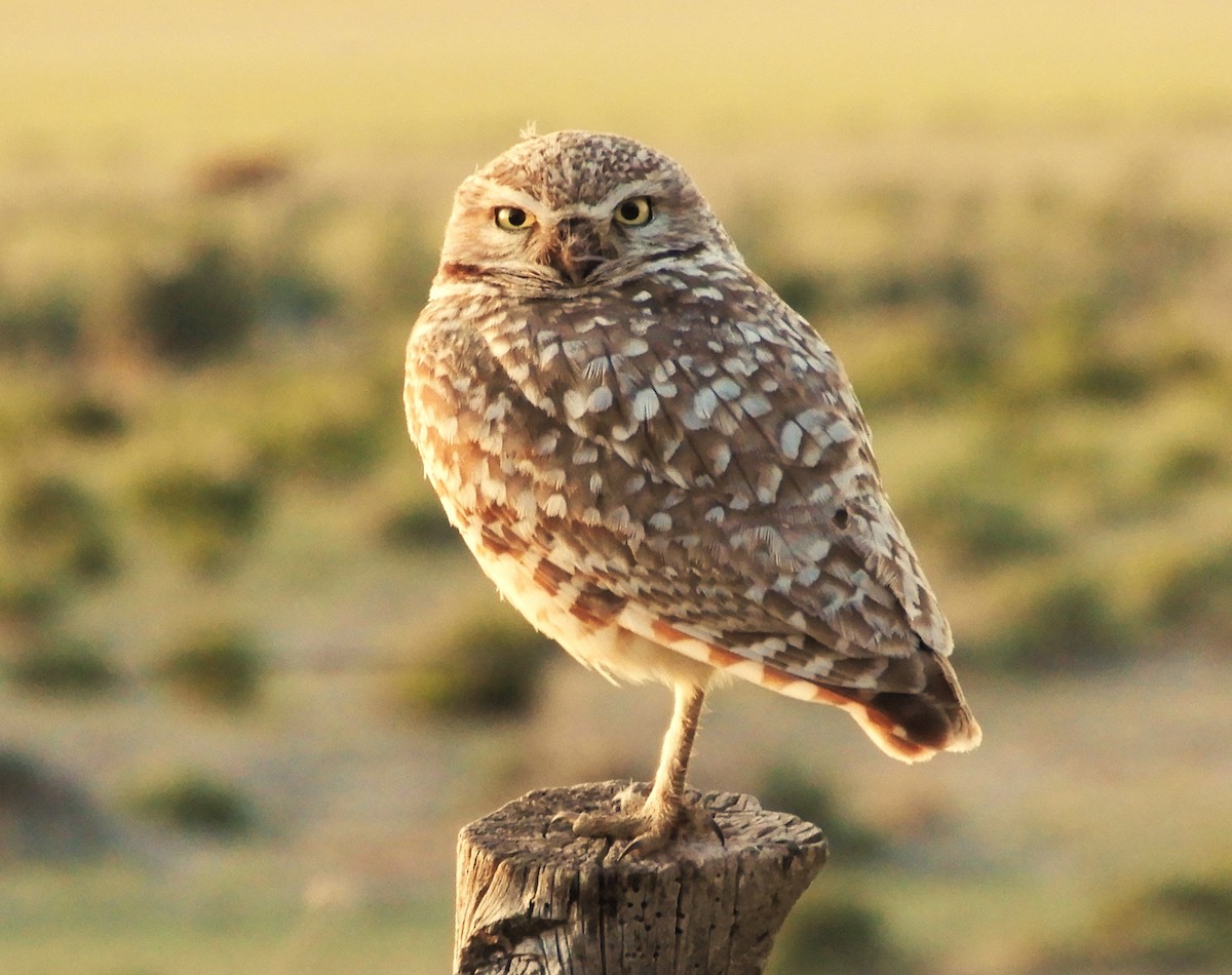 Burrowing Owl - ML620139739