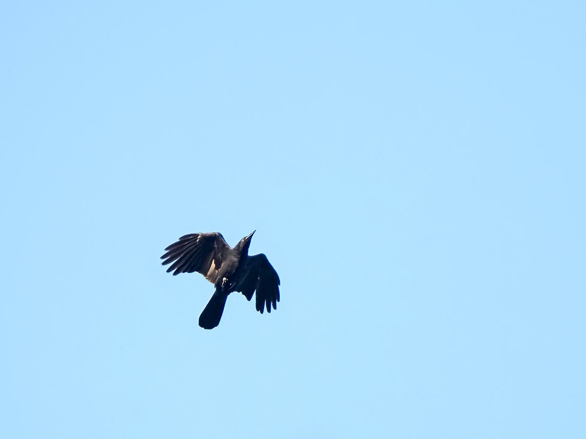 Large-billed Crow - ML620139740