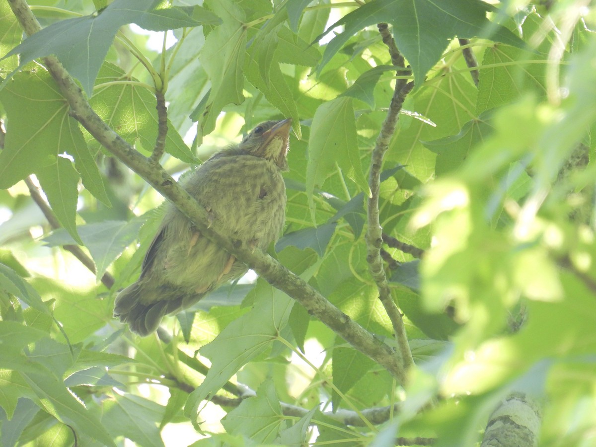 Brown-headed Cowbird - ML620139741