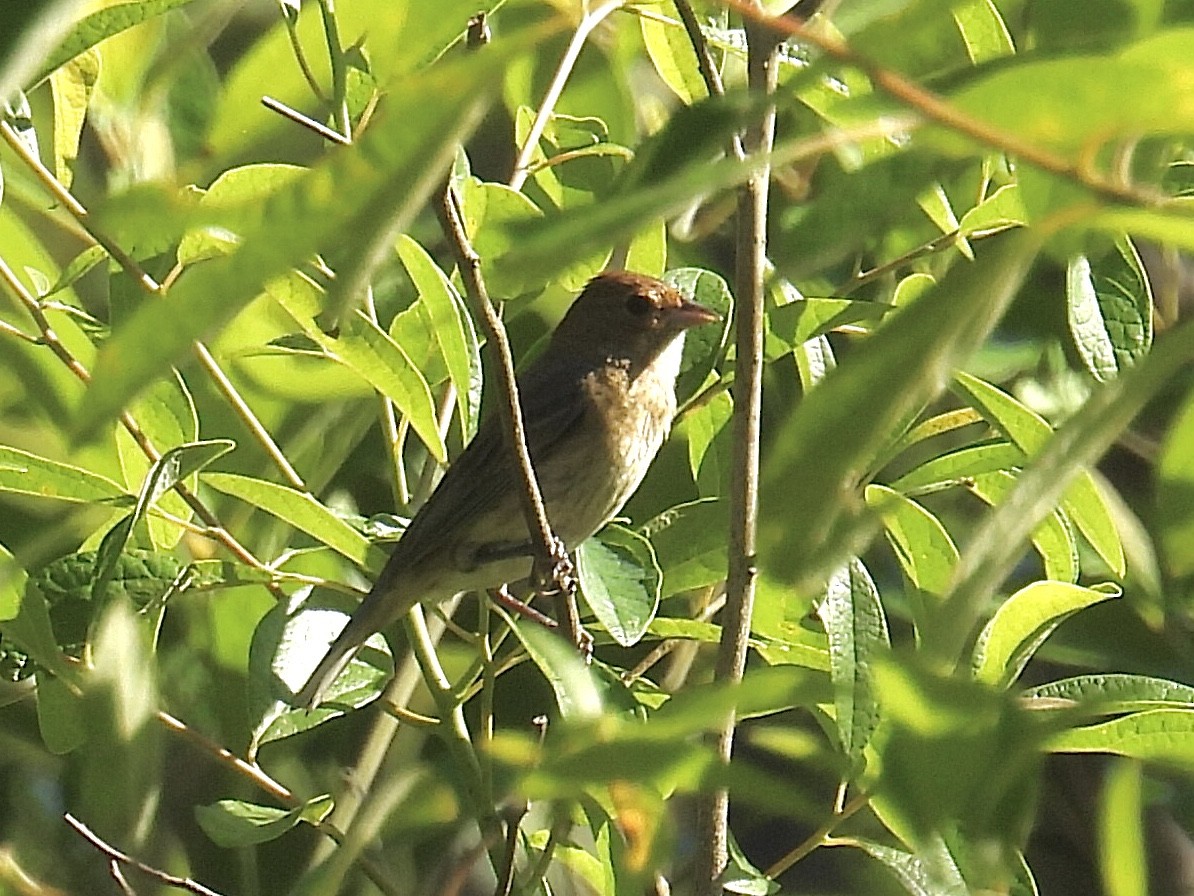 Passerin indigo - ML620139757