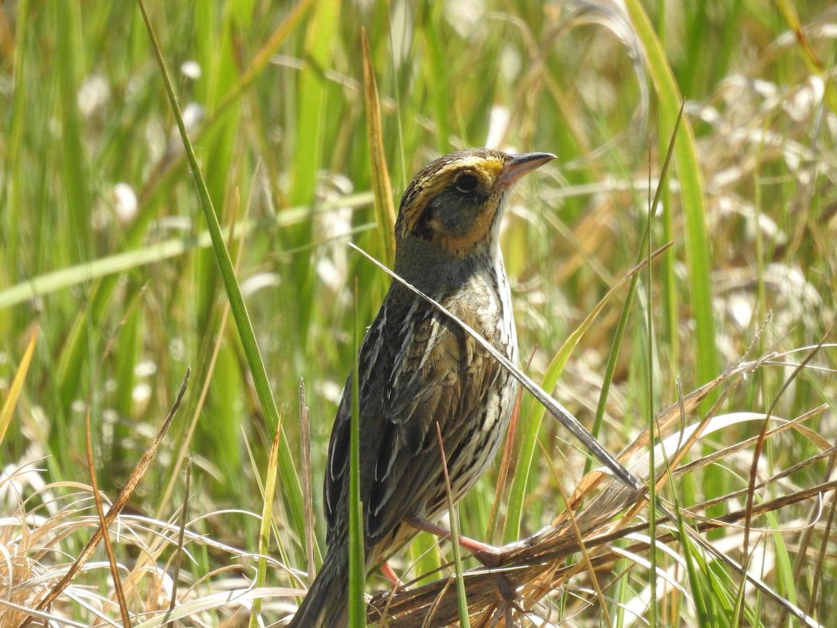 Saltmarsh Sparrow - ML620139764