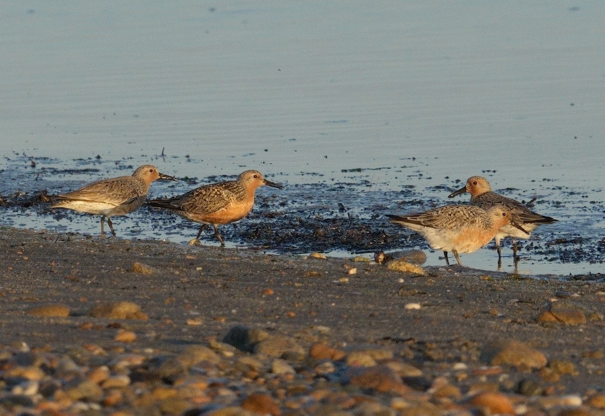 Red Knot - ML620139788
