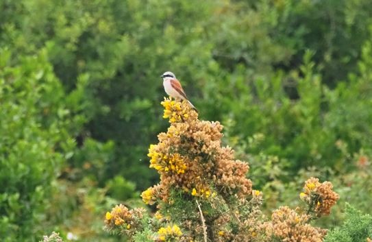 Red-backed Shrike - ML620139793