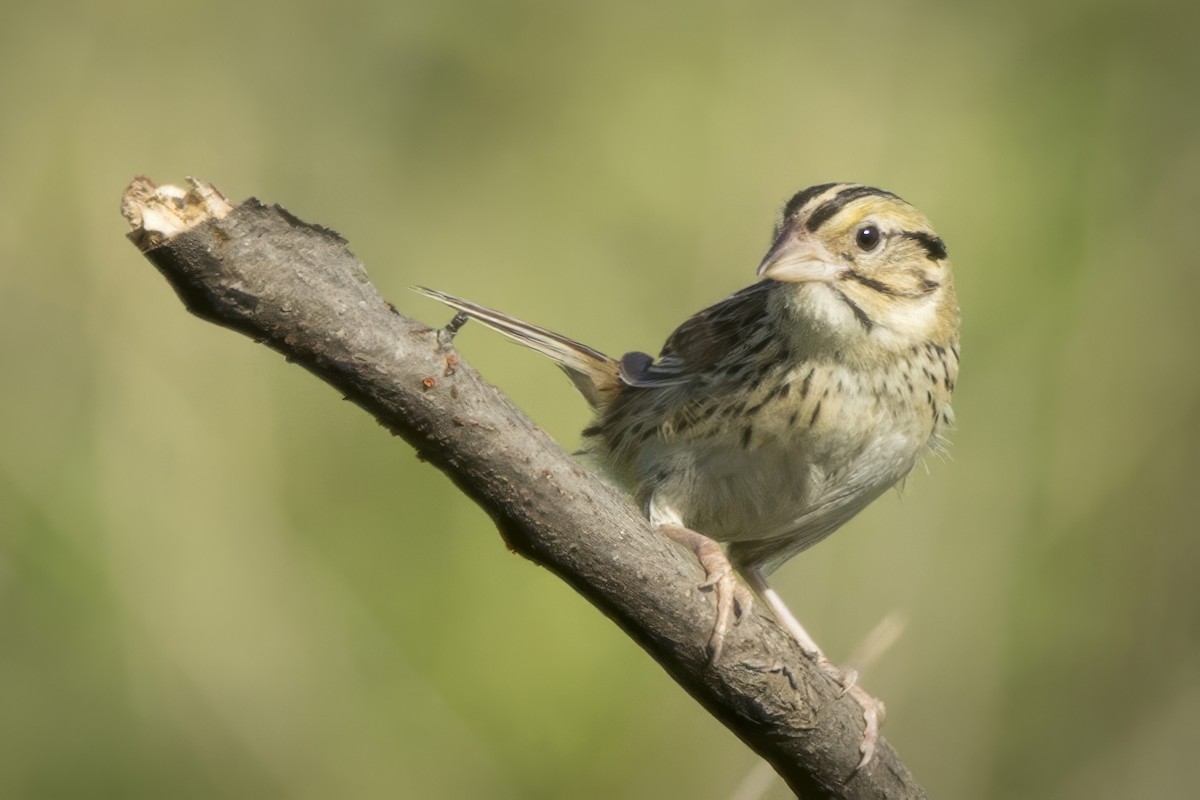 Henslow's Sparrow - ML620139797