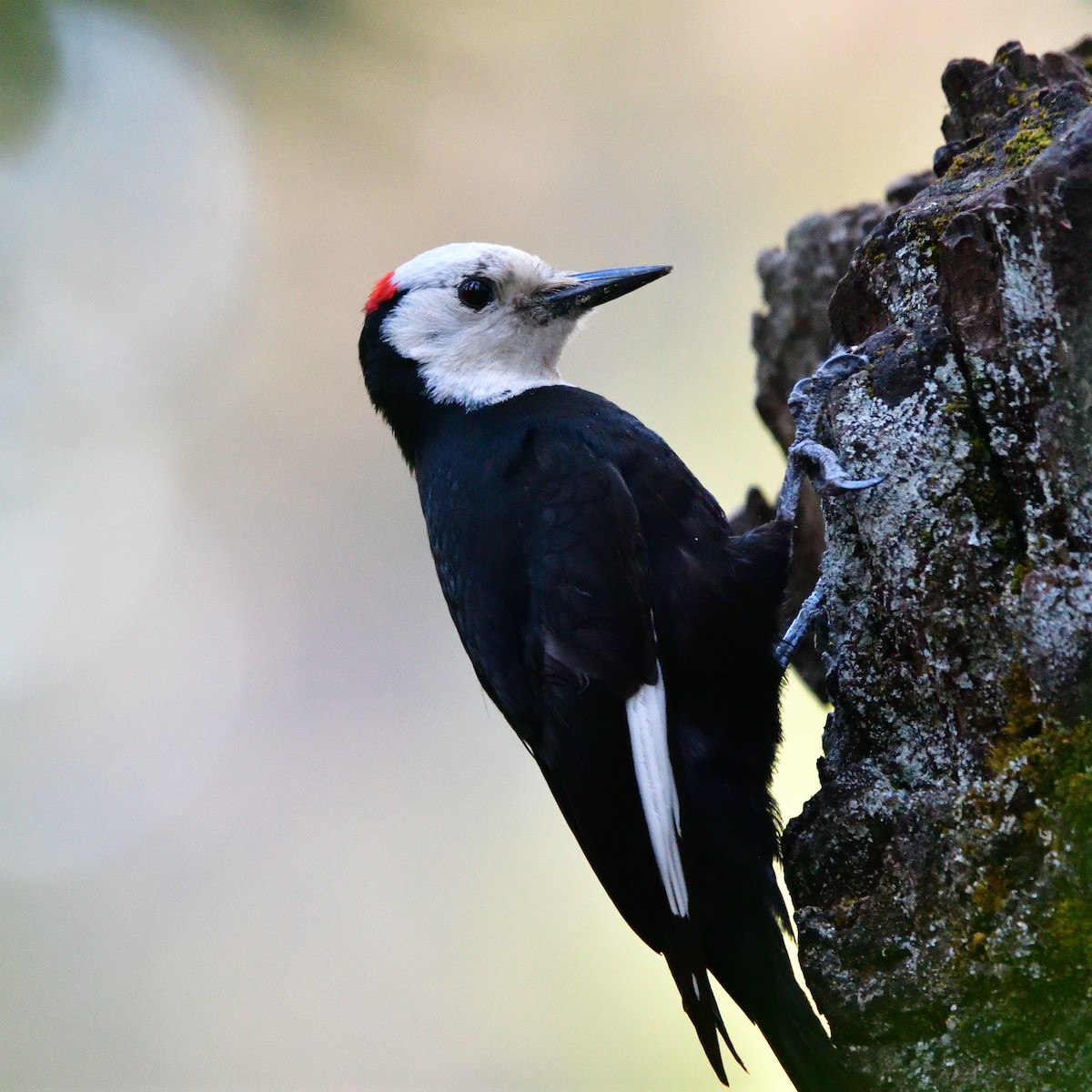 White-headed Woodpecker - ML620139809