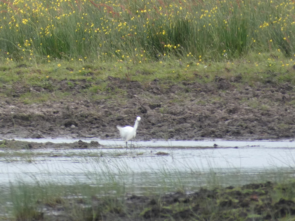 Little Egret - ML620139812