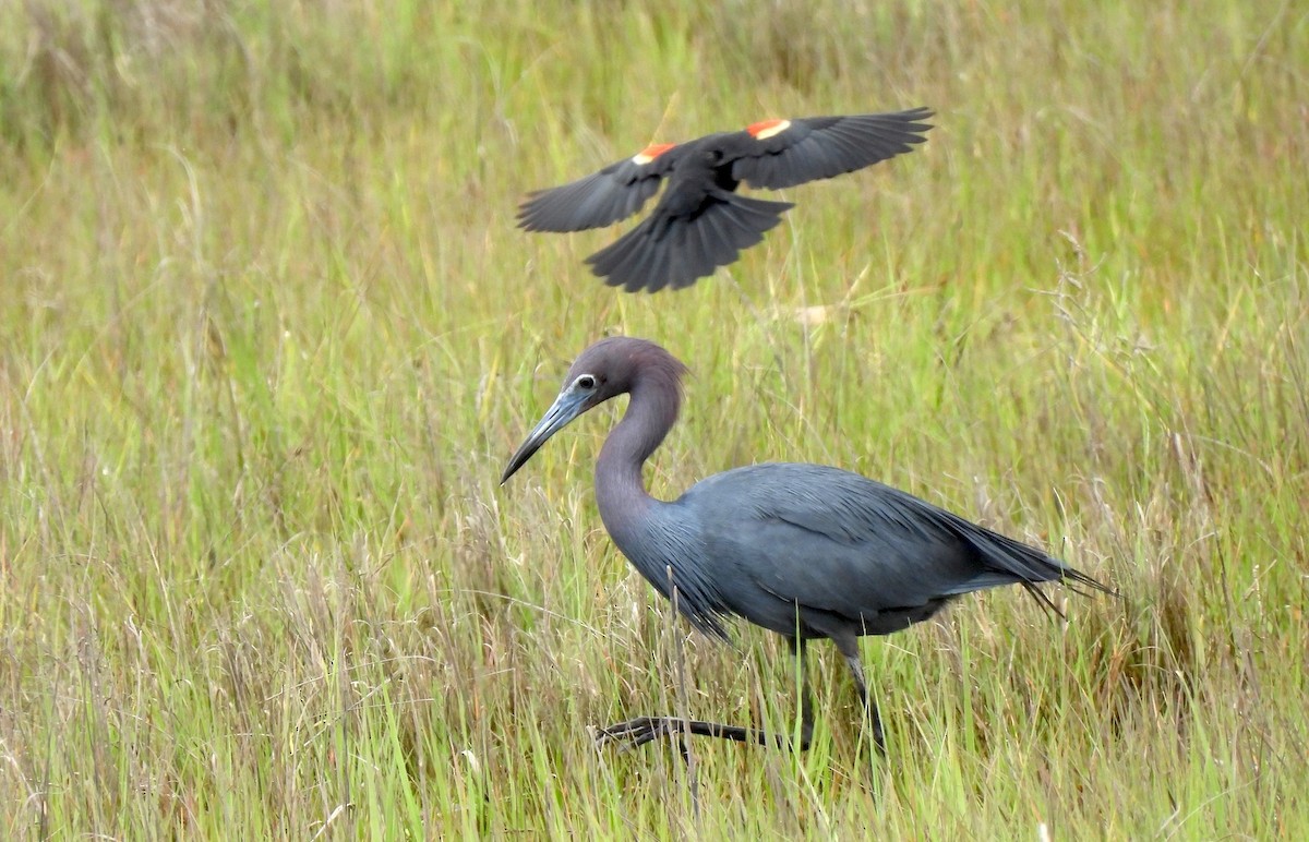 Little Blue Heron - ML620139830