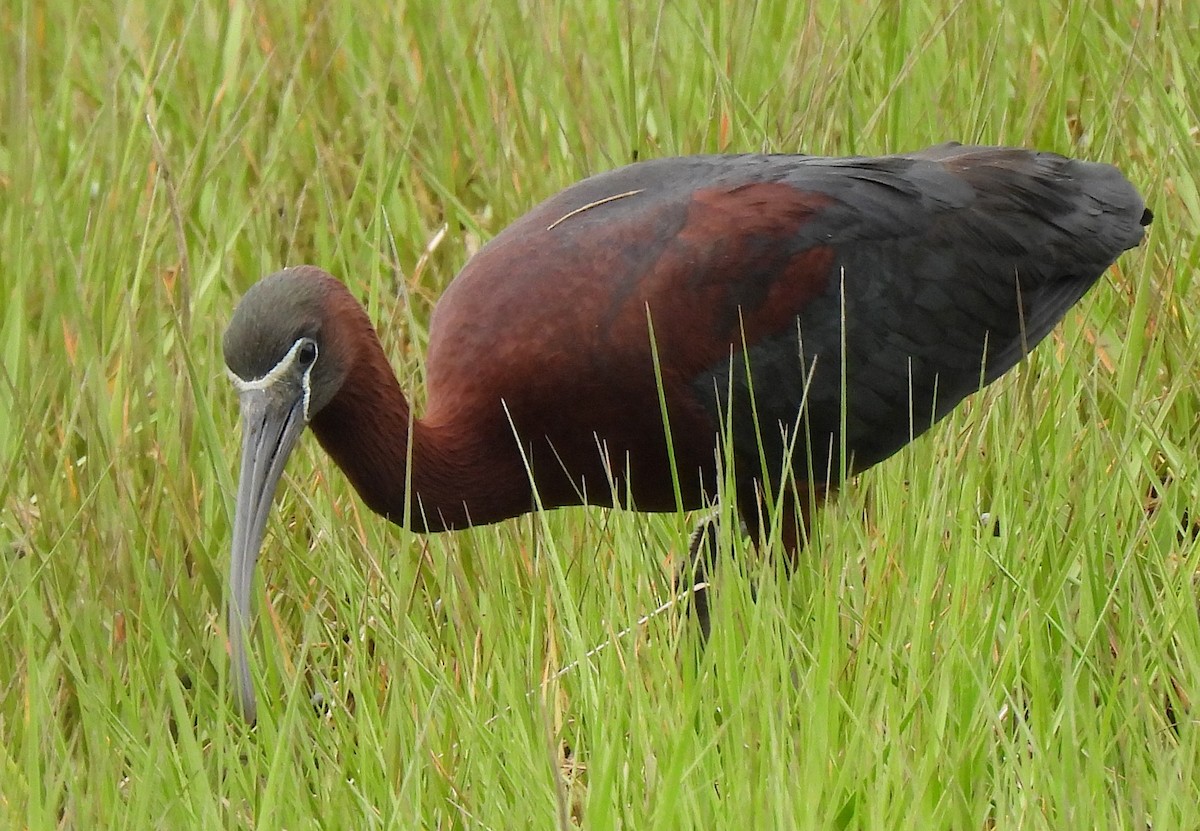 Glossy Ibis - ML620139837