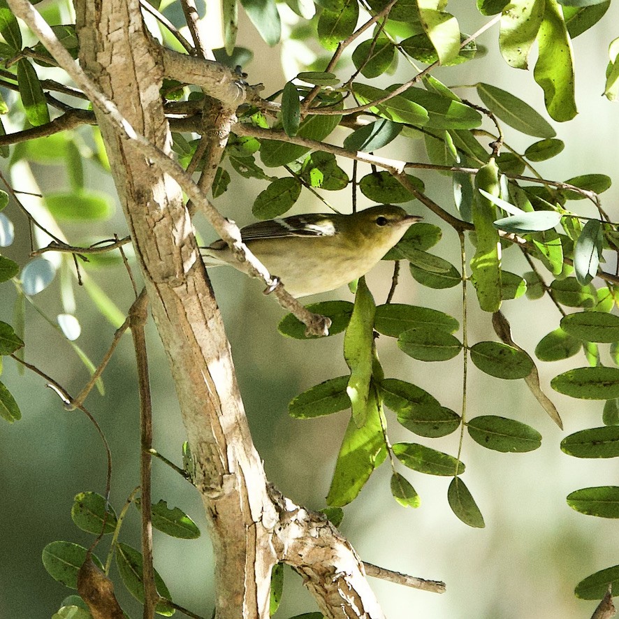 Bay-breasted Warbler - ML620139838