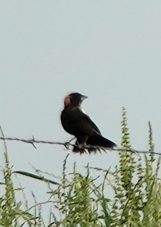 bobolink americký - ML620139844