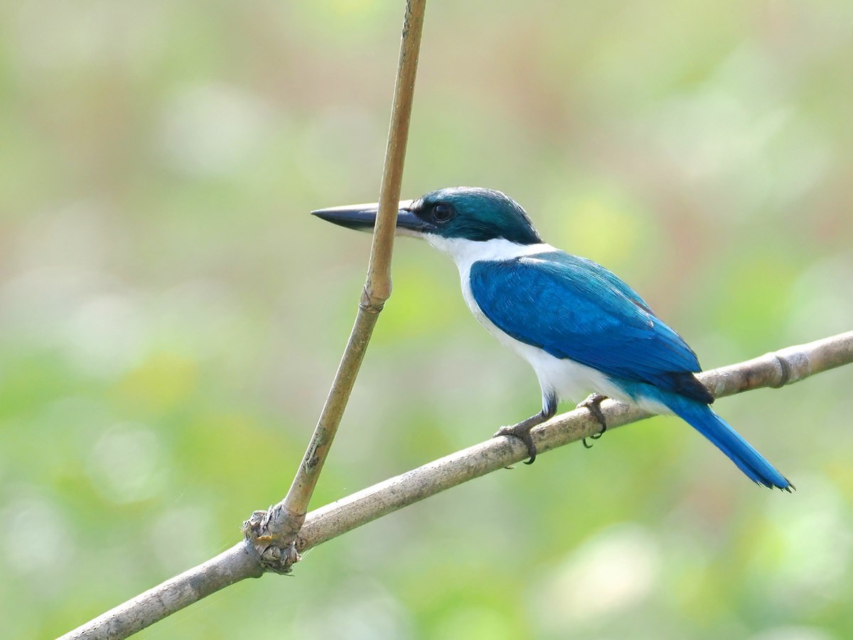 Collared Kingfisher - ML620139848