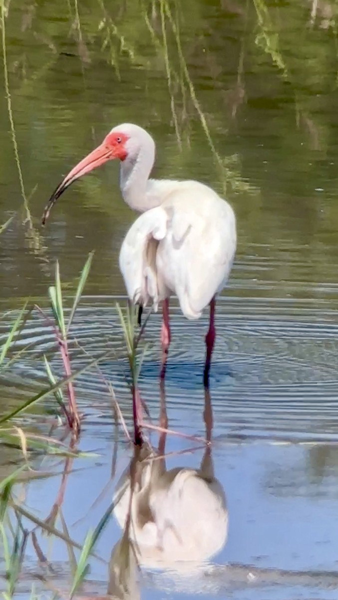 Ibis blanc - ML620139851