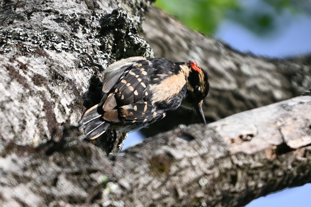 Hairy Woodpecker (Eastern) - ML620139852