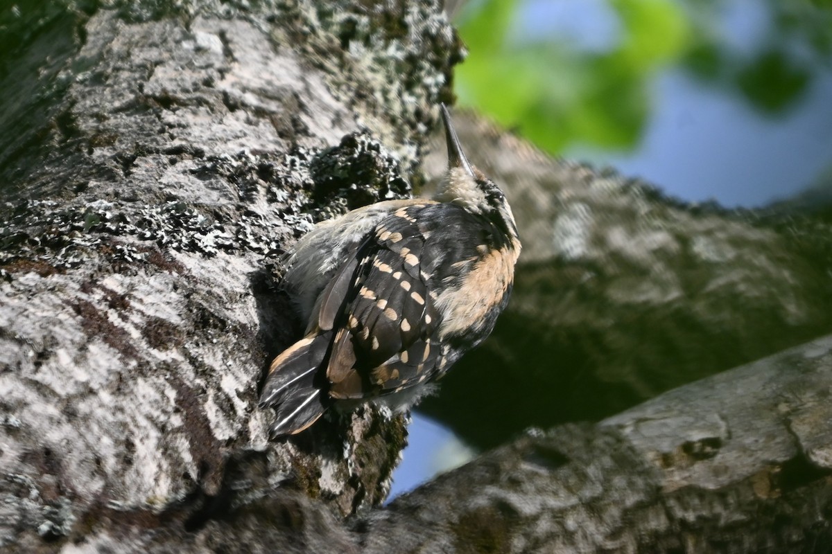 Hairy Woodpecker (Eastern) - ML620139853