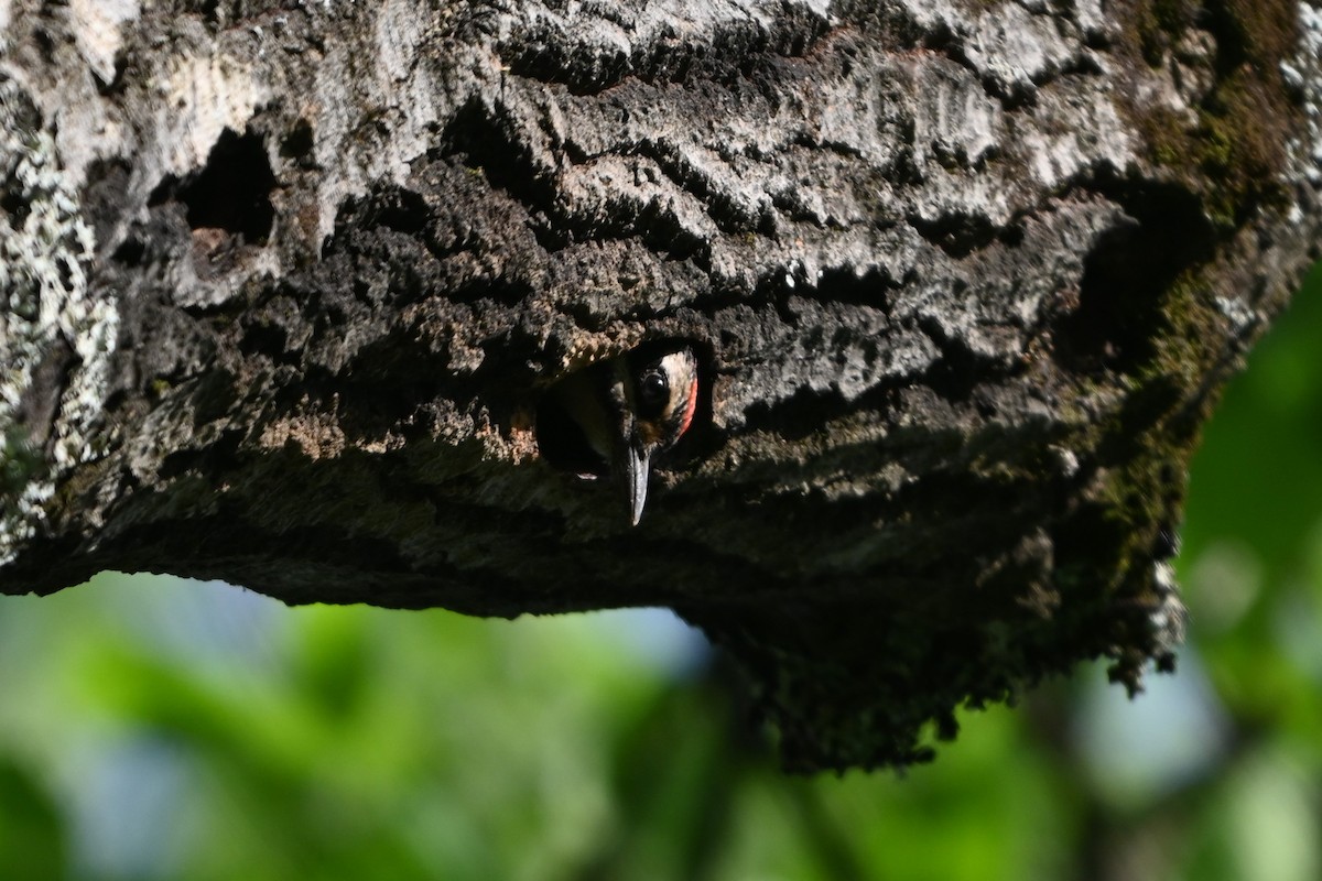 Hairy Woodpecker (Eastern) - ML620139855