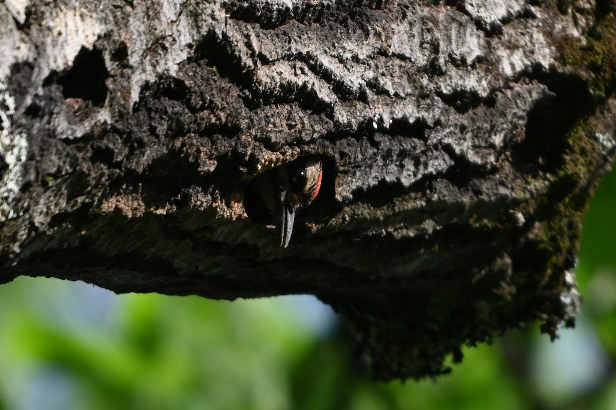 Hairy Woodpecker (Eastern) - ML620139856