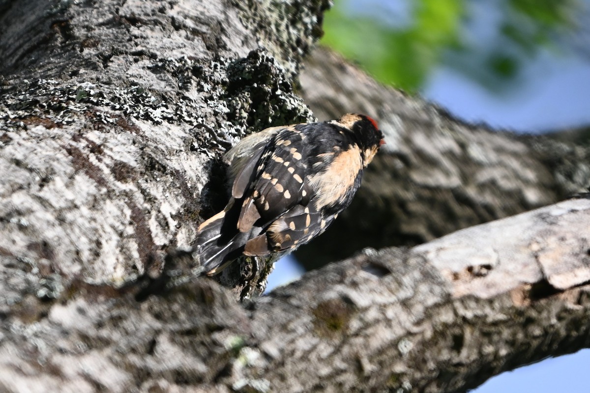 Hairy Woodpecker (Eastern) - Robert G. Buckert