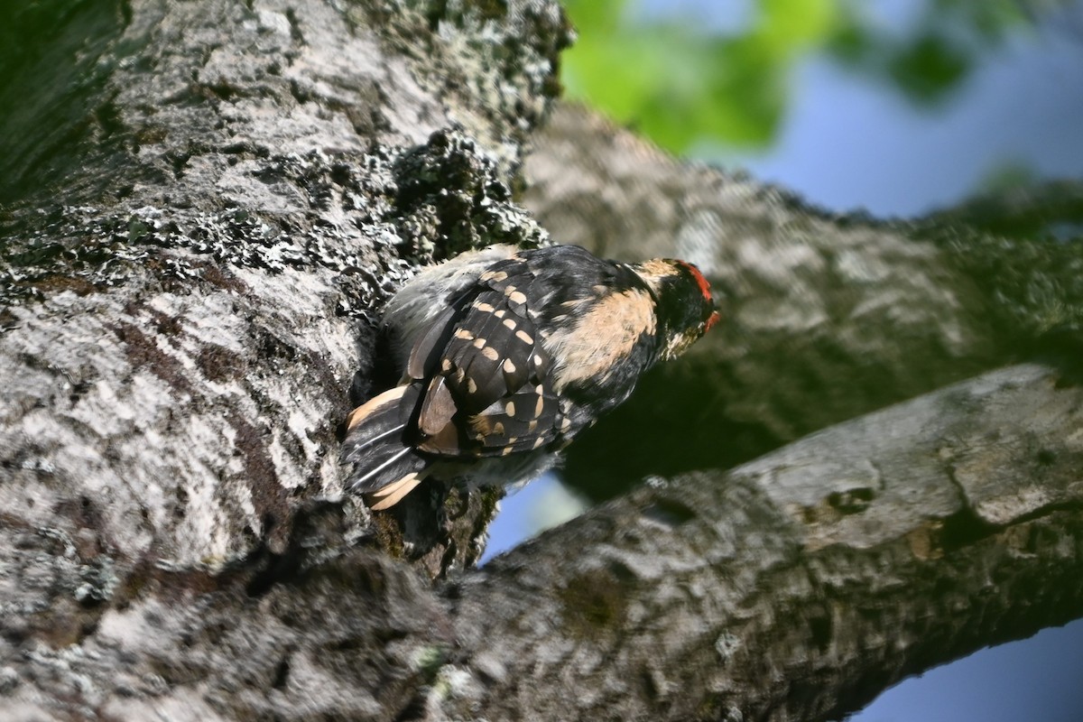 Hairy Woodpecker (Eastern) - ML620139858