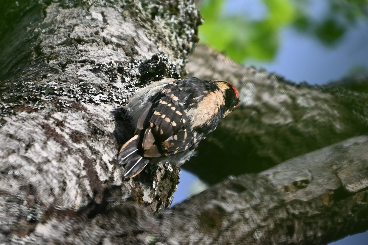 Hairy Woodpecker (Eastern) - ML620139859
