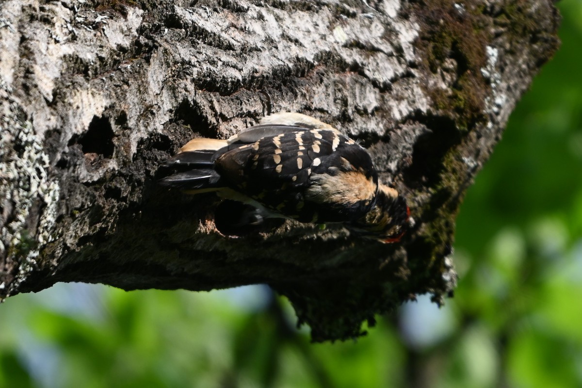 Hairy Woodpecker (Eastern) - Robert G. Buckert