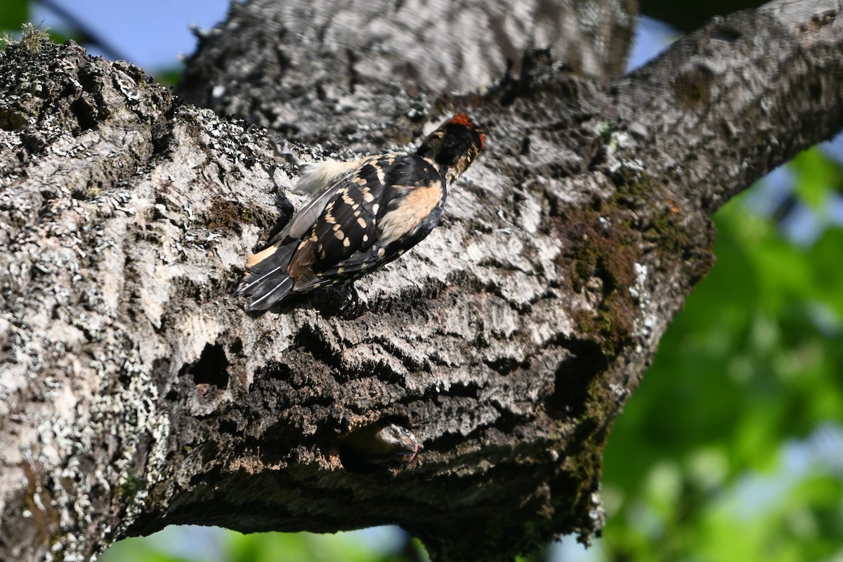 Hairy Woodpecker (Eastern) - ML620139861