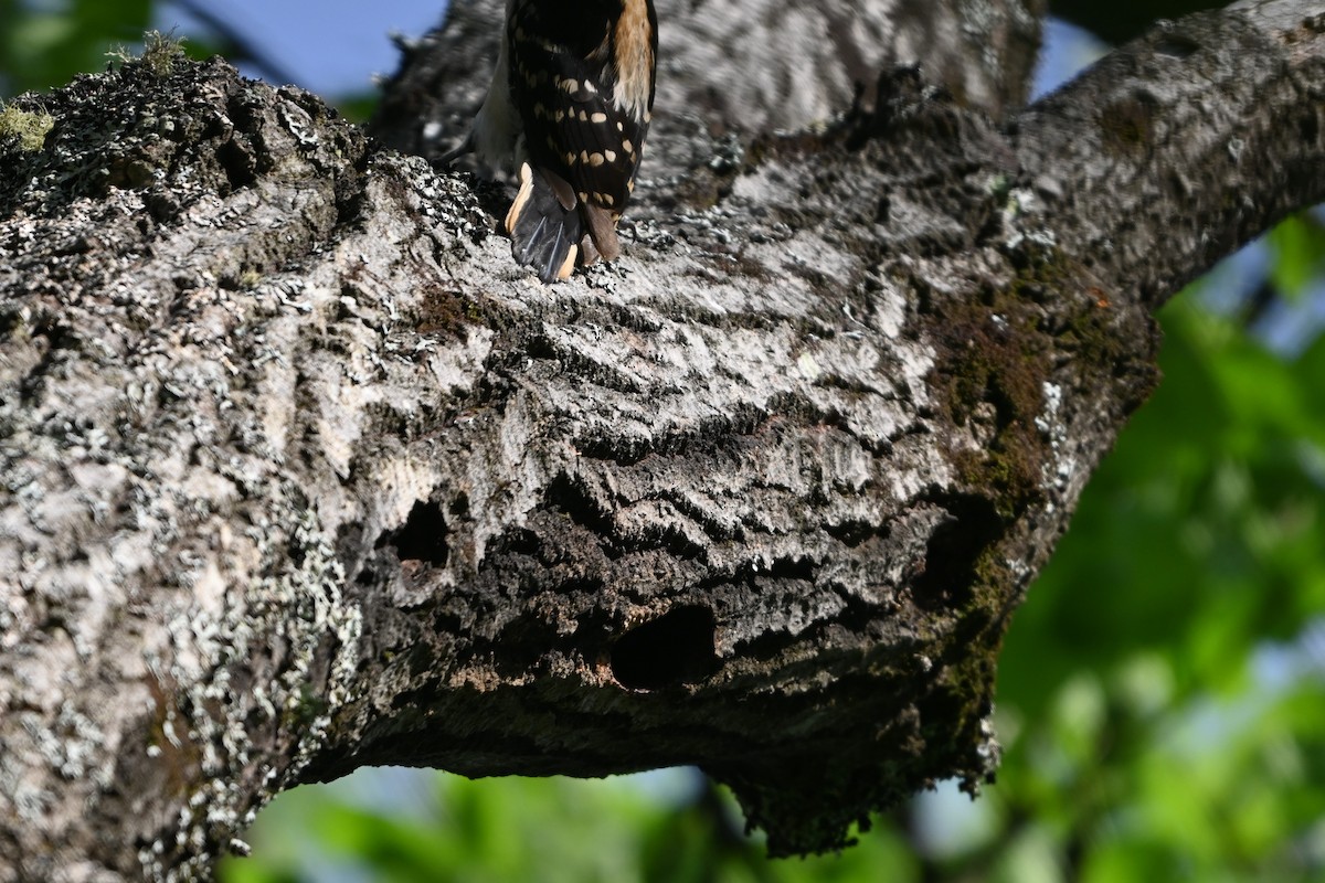 Hairy Woodpecker (Eastern) - ML620139862