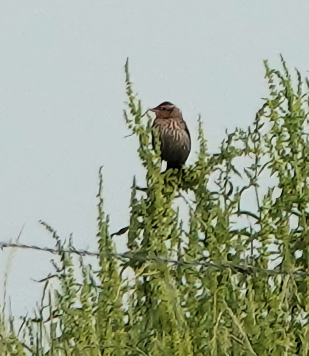 Red-winged Blackbird - ML620139865