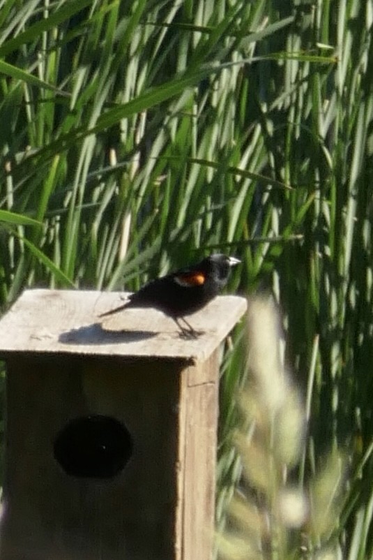 Red-winged Blackbird - ML620139872