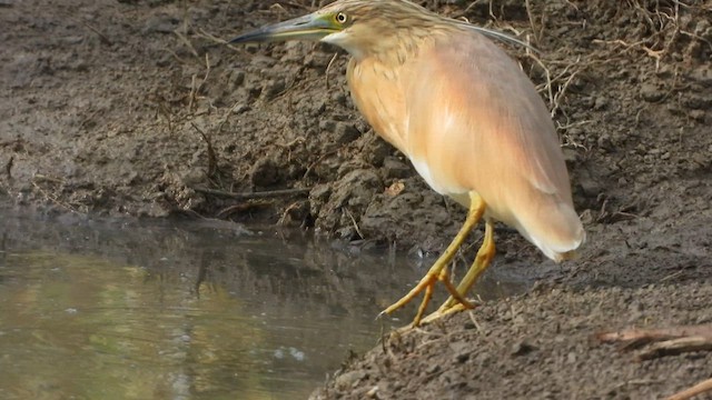 Squacco Heron - ML620139873