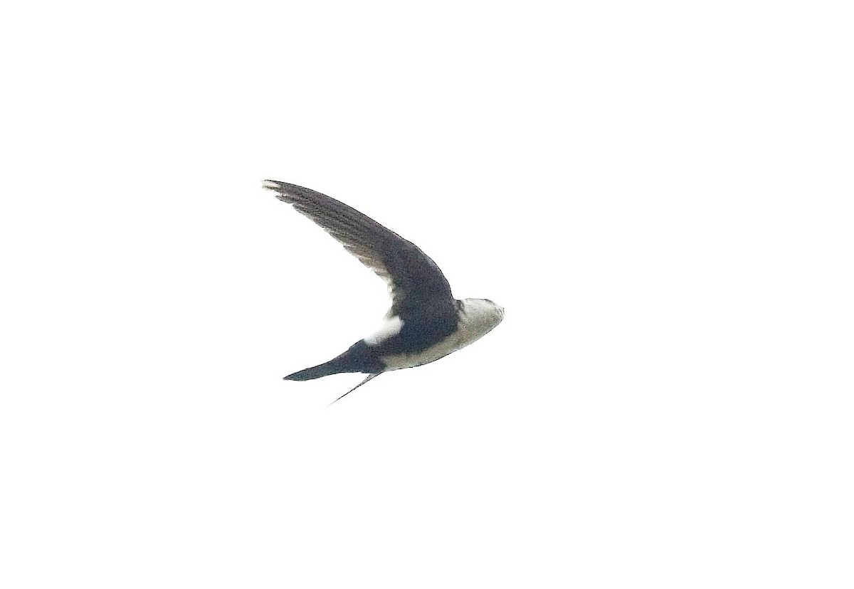 White-throated Swift - ML620139876