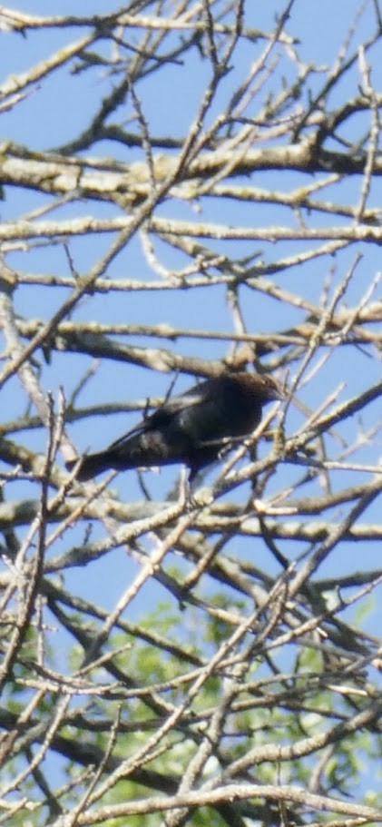 Brown-headed Cowbird - ML620139877