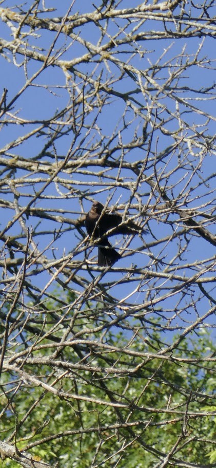 Brown-headed Cowbird - ML620139881