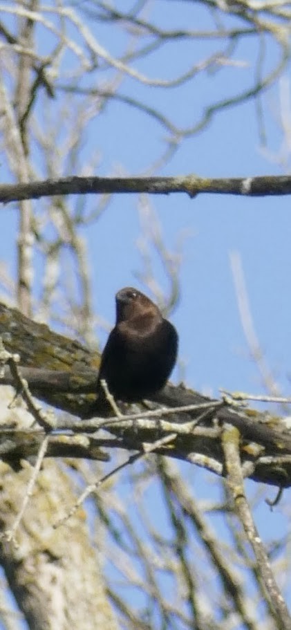 Brown-headed Cowbird - Elliott Norton-Bower