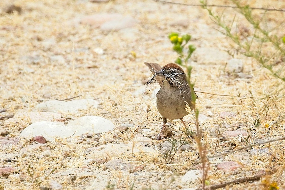Rufous-crowned Sparrow - ML620139886