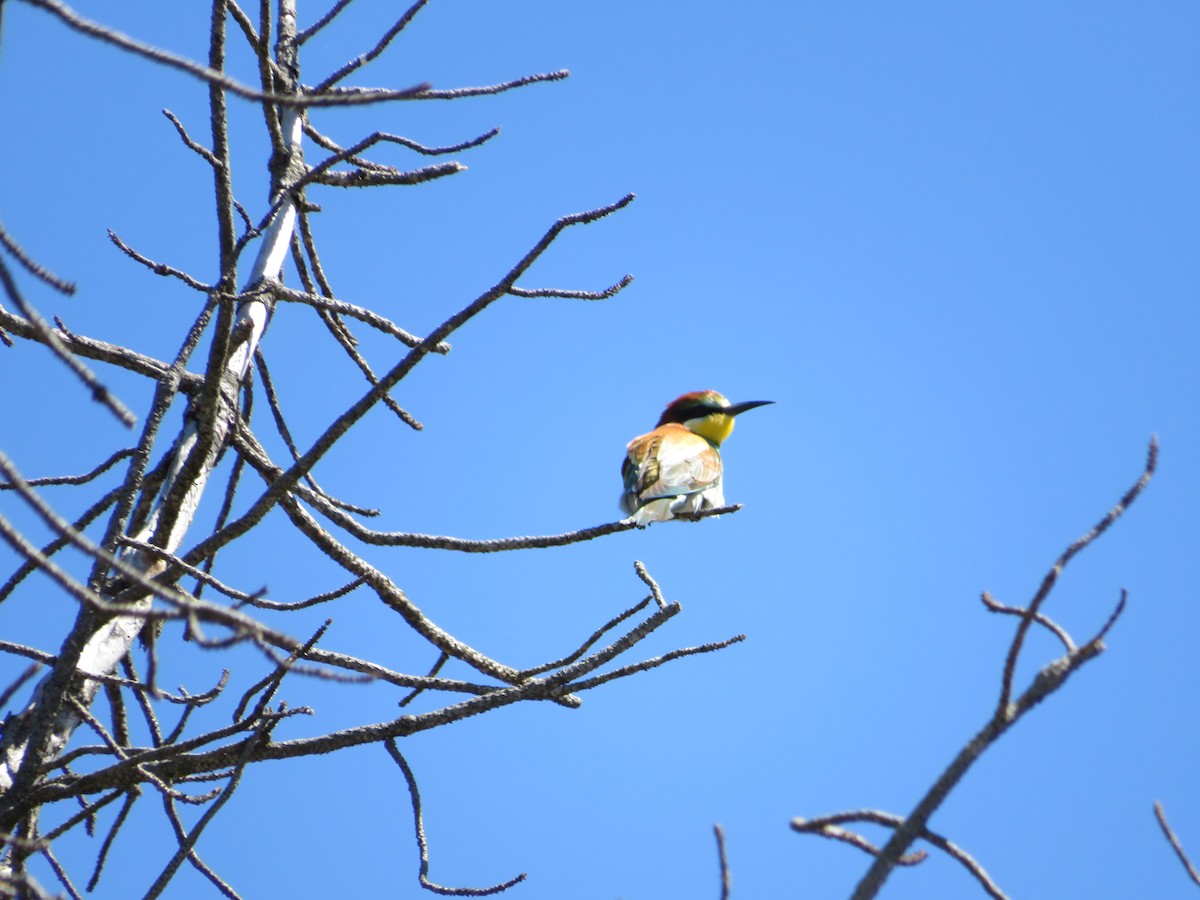 European Bee-eater - ML620139887