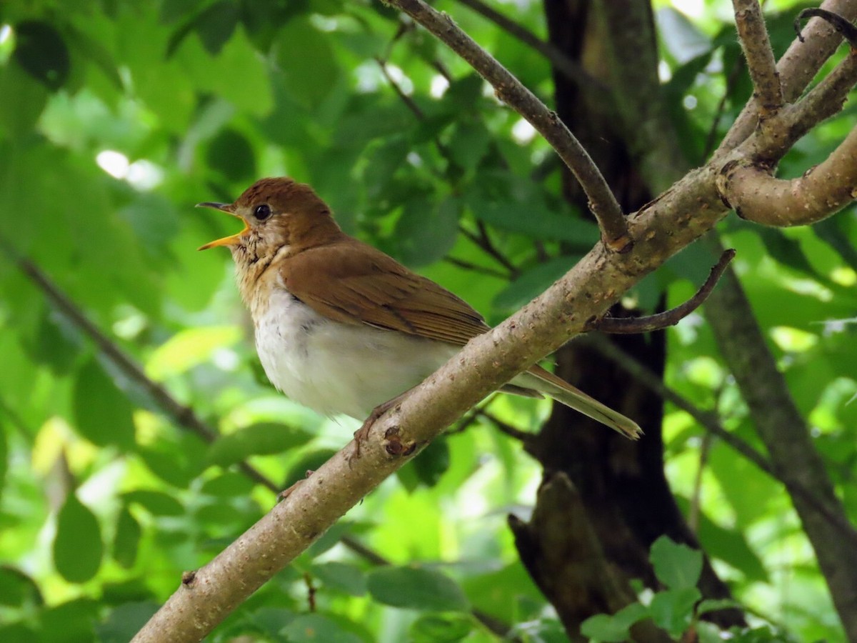 Veery - ML620139889