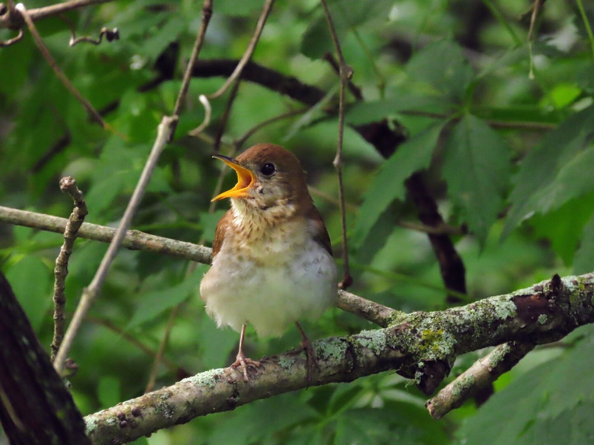 Veery - ML620139890