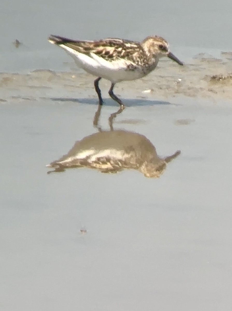 Semipalmated Sandpiper - ML620139896