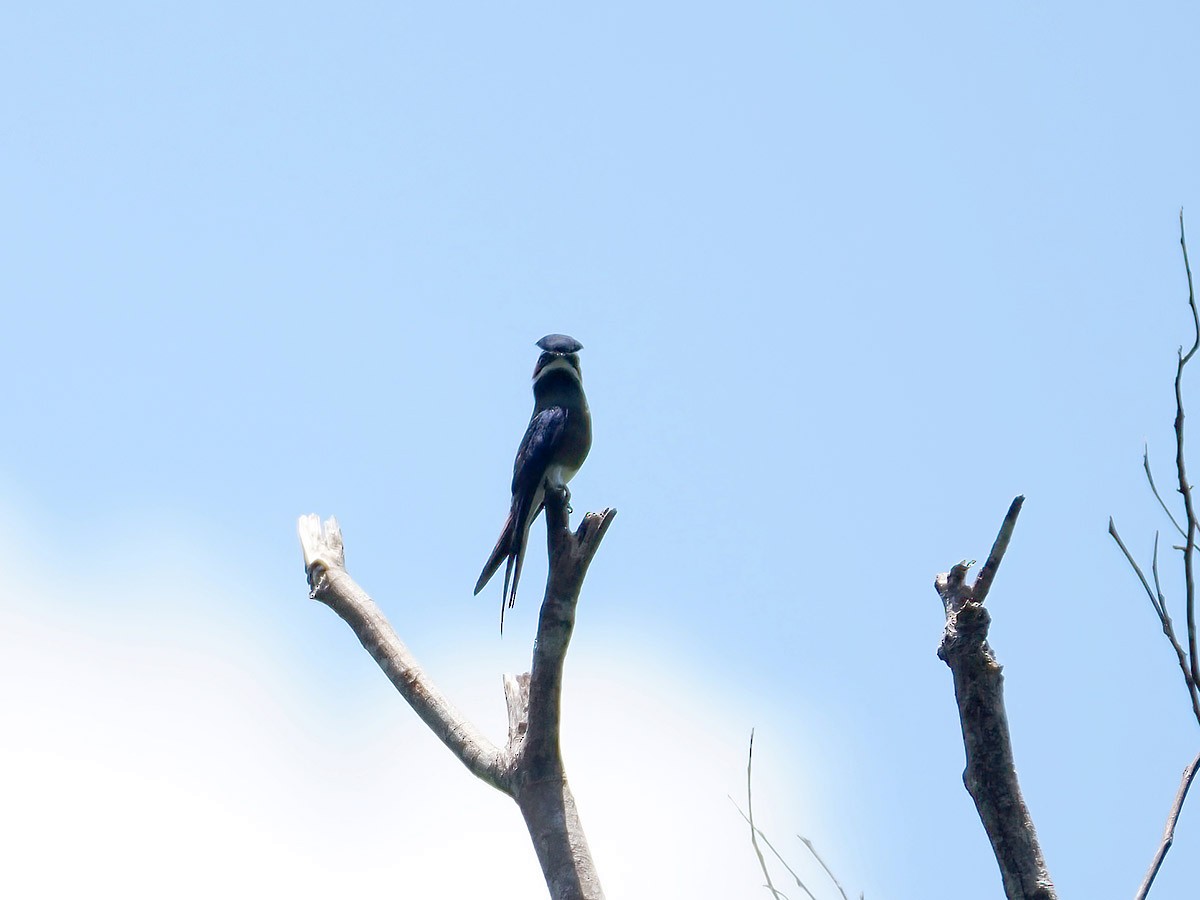 Whiskered Treeswift - ML620139900