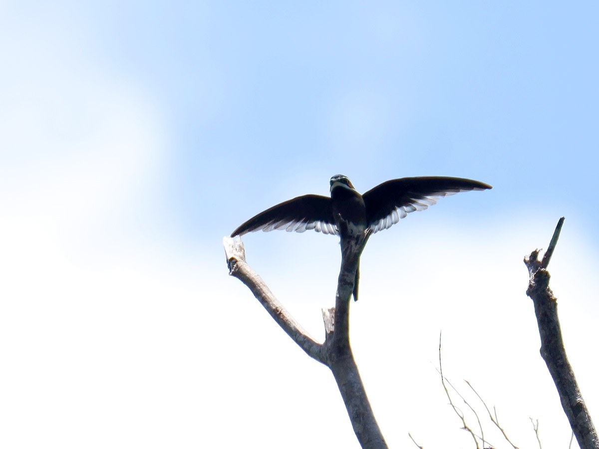 Whiskered Treeswift - ML620139902