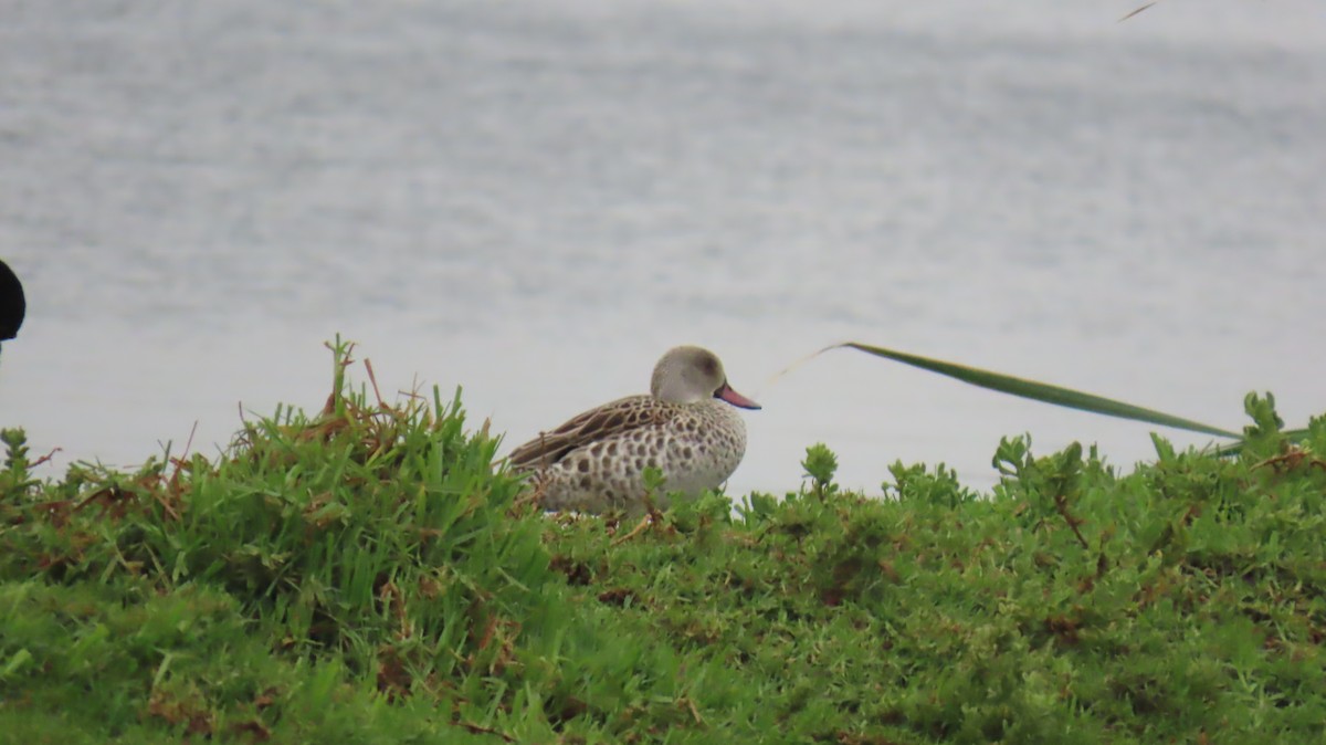 Cape Teal - ML620139903