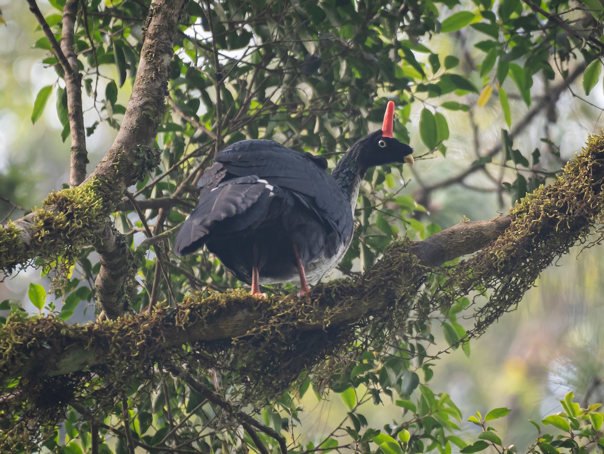 Horned Guan - ML620139911