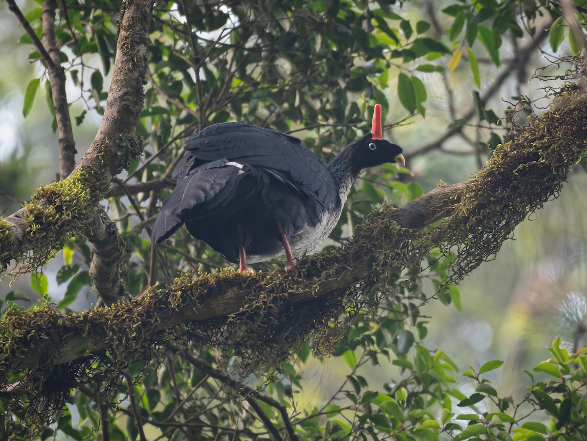 Horned Guan - ML620139912